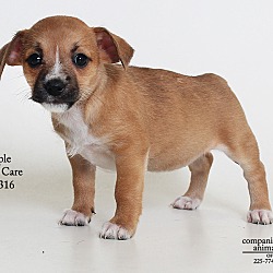 Thumbnail photo of Maple  (Foster Care) #3