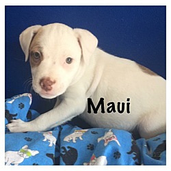 Thumbnail photo of Maui #1