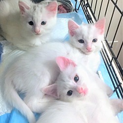 Thumbnail photo of Snowy, Casper and Ghost #2