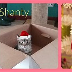 Thumbnail photo of Shanty #1