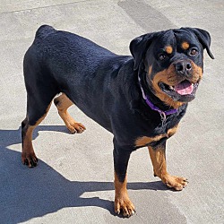 Thumbnail photo of Sophie! Silly Rottie Girl! #1