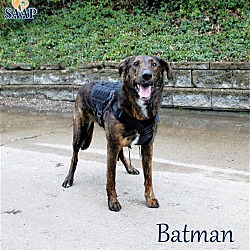 Thumbnail photo of Batman #1