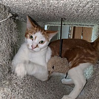 adopt a pet