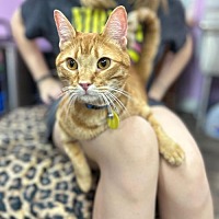adopt a pet