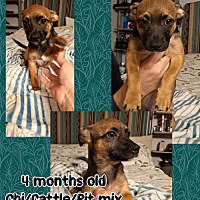adopt a pet