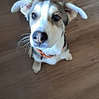 adopt a pet