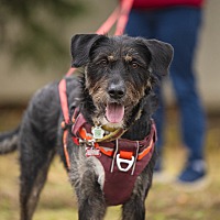 adopt-pet