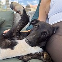 adopt a pet