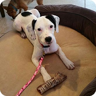 Redding Ct Labrador Retriever Meet Dottie A Pet For Adoption Redding Ct Labrador Retriever Meet