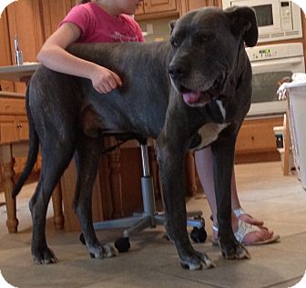 Indianapolis In Great Dane Meet Konga A Pet For Adoption