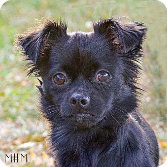 Naperville Il Shih Tzu Meet Atticus A Pet For Adoption