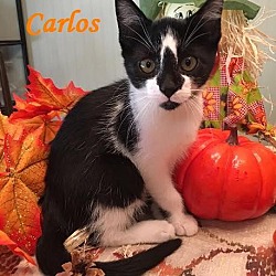 Thumbnail photo of Carlos - Adopted December 2016 #2