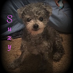 Thumbnail photo of Suzy #1