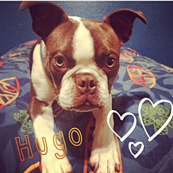Thumbnail photo of Hugo #4