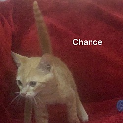 Thumbnail photo of Chance #3