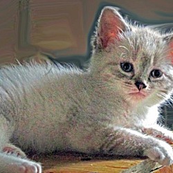 Thumbnail photo of Siamese Mixed Kittens #4