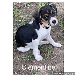 Photo of Clementine