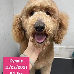 Thumbnail photo of Cynnie #1