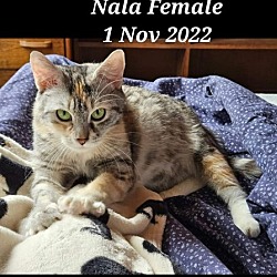 Thumbnail photo of Nala #2