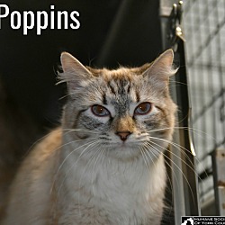 Thumbnail photo of Poppins #1