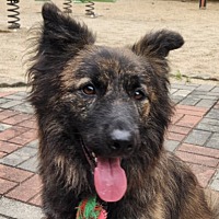 adopt a pet