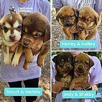 adopt a pet