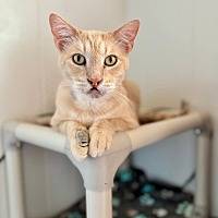 adopt a pet