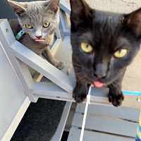 adopt a pet