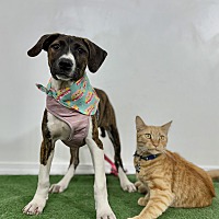 adopt a pet