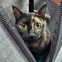 adopt-pet