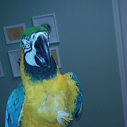 Thumbnail photo of Pego’ The Blue & Gold Macaw #2