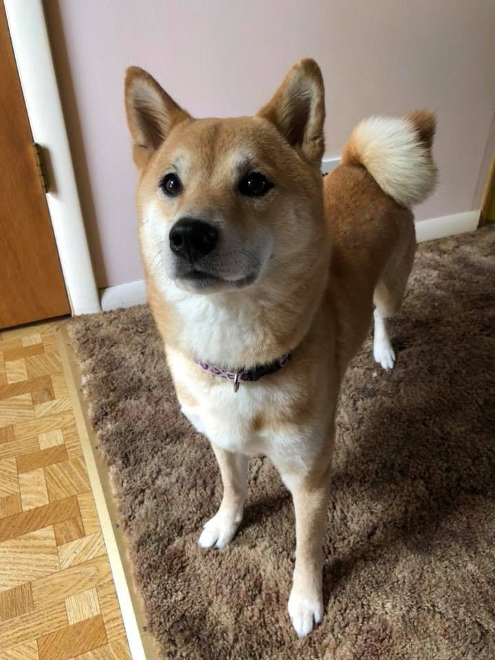 Collingswood Nj Shiba Inu Meet Ella A Pet For Adoption