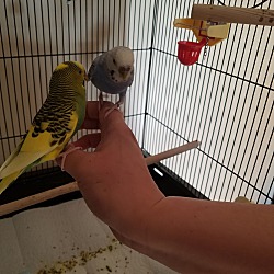 Thumbnail photo of Birdie and Hedwig #3