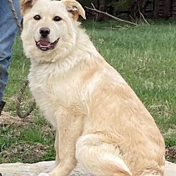 Golden Retriever Puppies For Sale In Pennsylvania Adoptapet Com