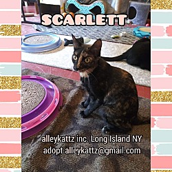 Thumbnail photo of Scarlett #1