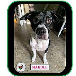 Thumbnail photo of Marble - ADOPTED #4