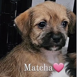 Photo of Matcha