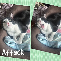 Thumbnail photo of Attack #3