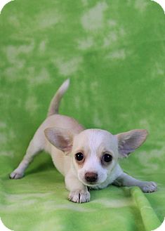 Westminster Co Chihuahua Meet Vivienne A Pet For Adoption