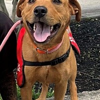 adopt a pet