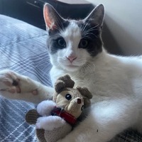 adopt a pet