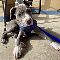 adopt a pet