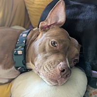 adopt a pet