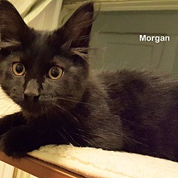 Thumbnail photo of Morgan #1