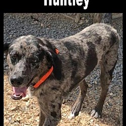 Thumbnail photo of Huntley #1