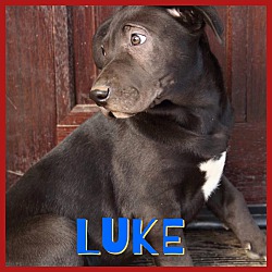 Thumbnail photo of Luke #1