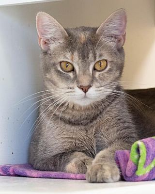 Fargo Nd Domestic Shorthair Meet Ardie A Pet For Adoption