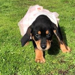 Madison County Animal Shelter in Marshall, North Carolina