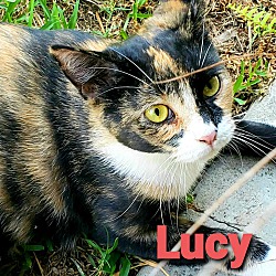 Thumbnail photo of Lucy (ADOPTED!) #1