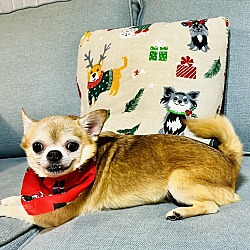 Photo of Chase